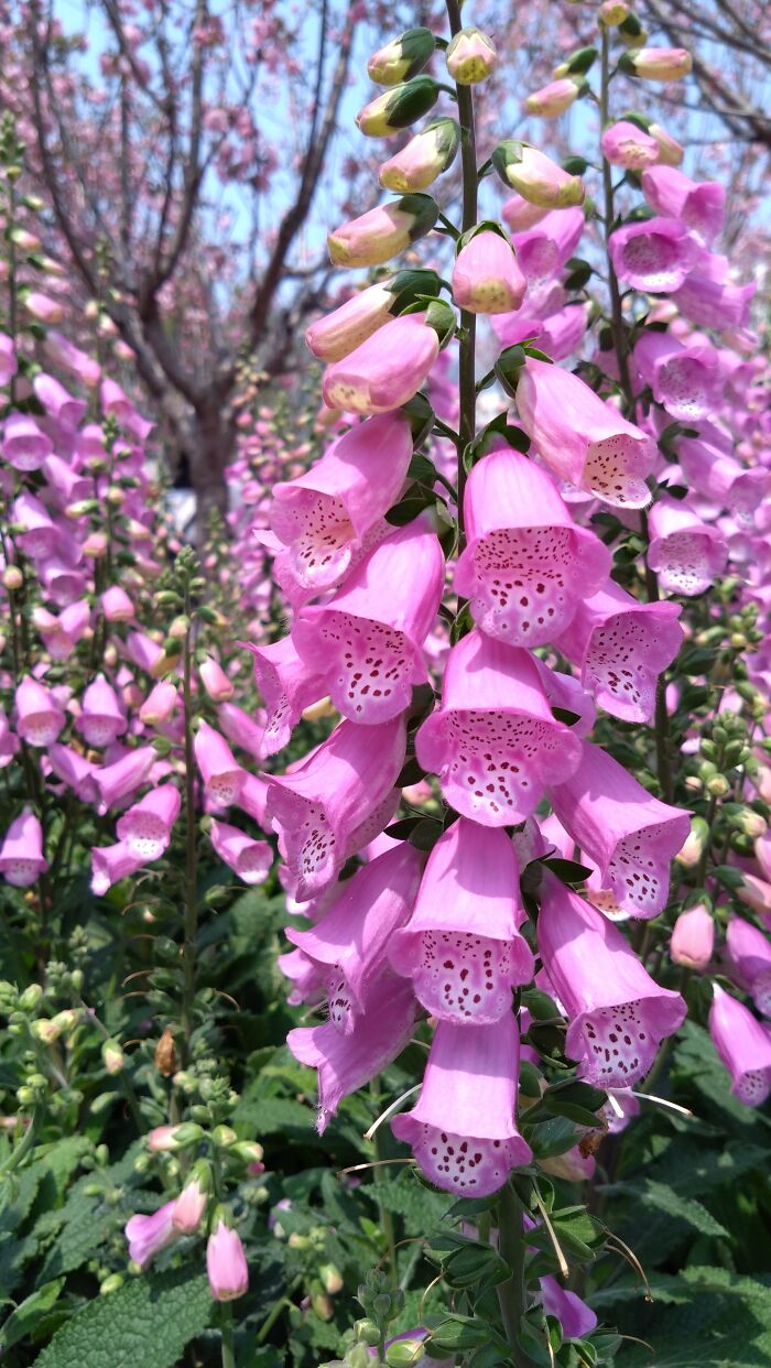 Foxglove In A Flower Show