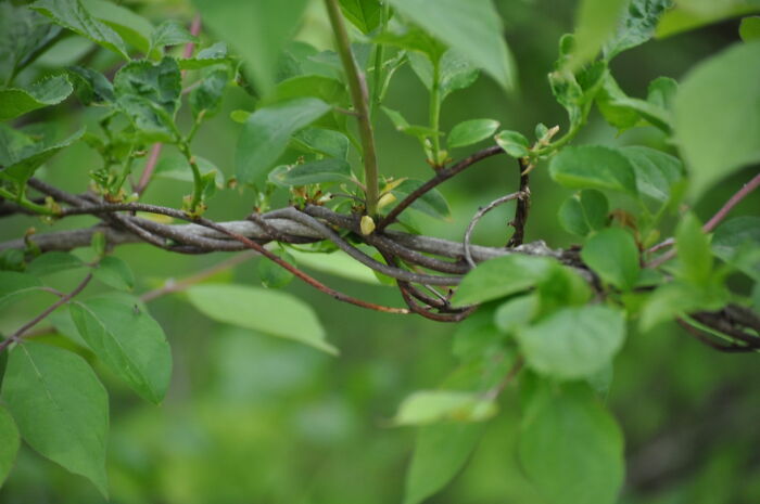 Leafy Vines In A Park