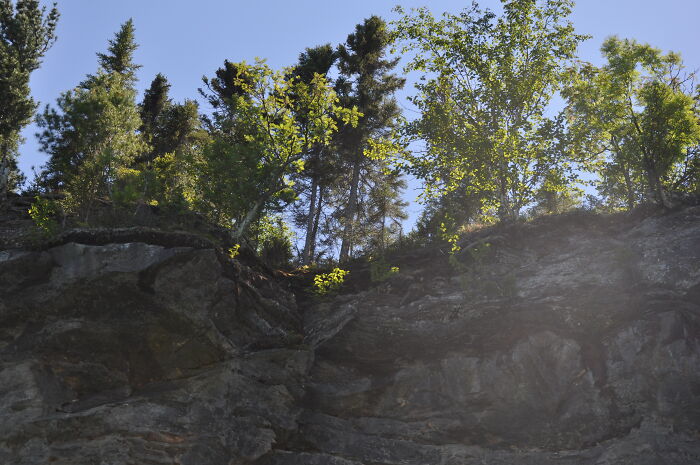 Sunlit Trees On A Clif