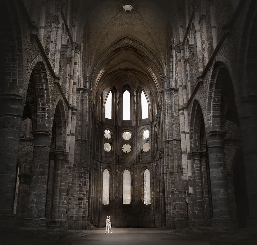 During A Trip To Belgium, I Photographed Dogs In An Old Abbey (7 Pics)