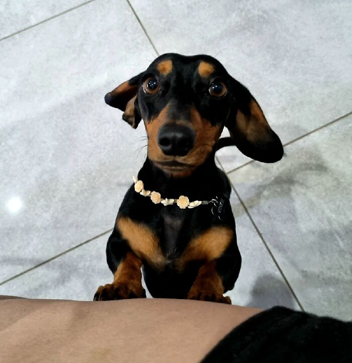 I Wrote A Children's Book About My Dog Named Vinkie I Wrote A Children's Book About My Dog Named Vinkie