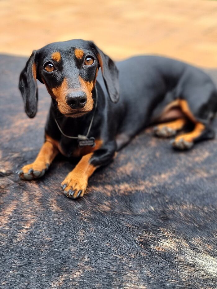 I Wrote A Children's Book About My Dog Named Vinkie I Wrote A Children's Book About My Dog Named Vinkie