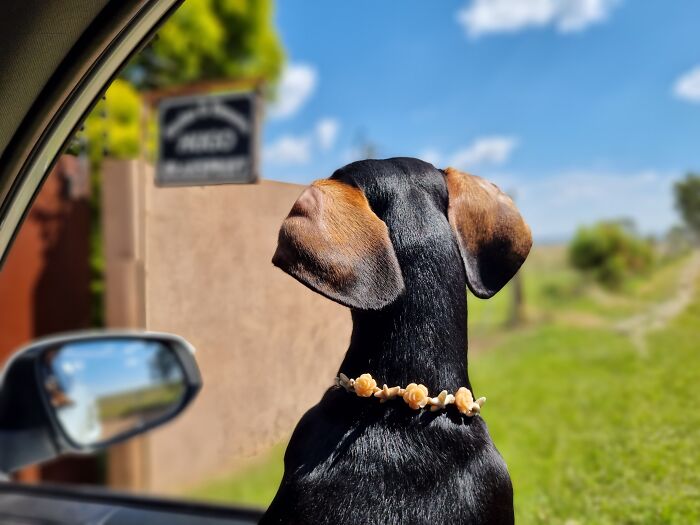 I Wrote A Children's Book About My Dog Named Vinkie I Wrote A Children's Book About My Dog Named Vinkie