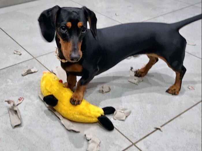 I Wrote A Children's Book About My Dog Named Vinkie I Wrote A Children's Book About My Dog Named Vinkie