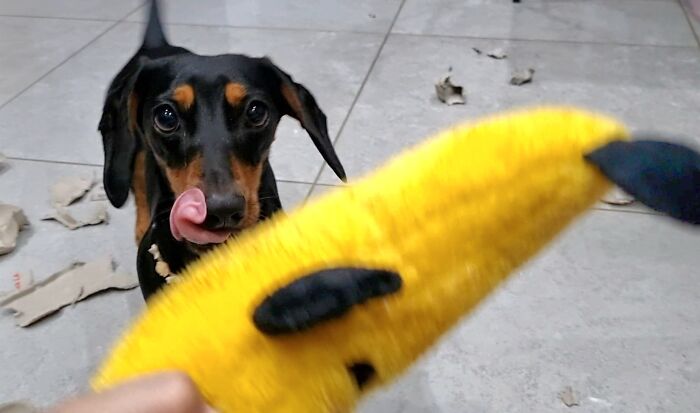 I Wrote A Children's Book About My Dog Named Vinkie I Wrote A Children's Book About My Dog Named Vinkie