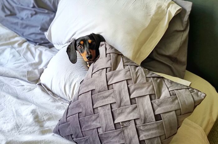 I Wrote A Children's Book About My Dog Named Vinkie I Wrote A Children's Book About My Dog Named Vinkie