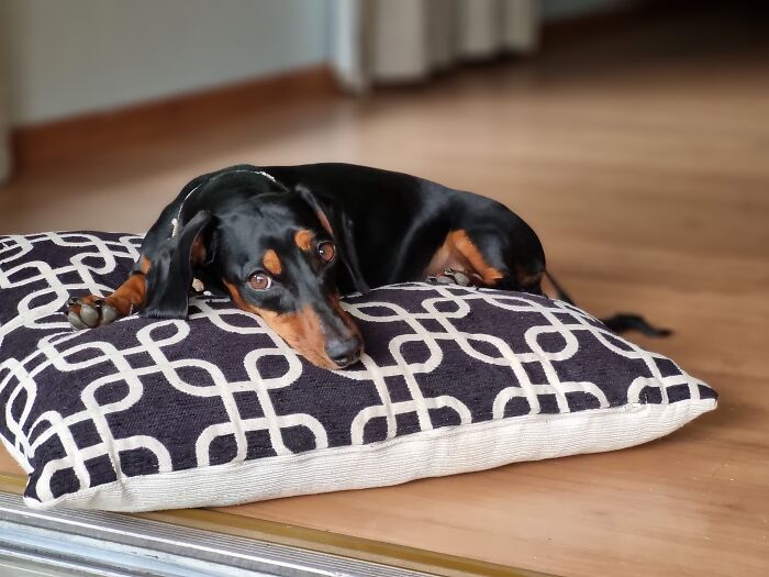 I Wrote A Children's Book About My Dog Named Vinkie I Wrote A Children's Book About My Dog Named Vinkie