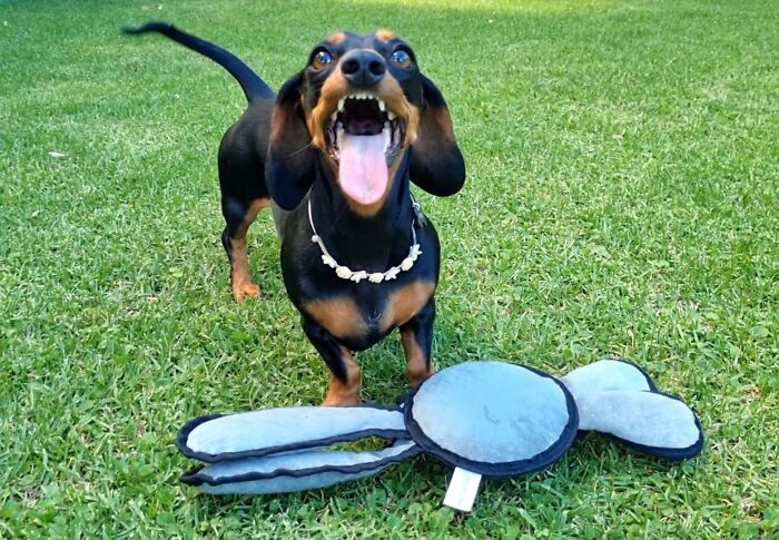 I Wrote A Children's Book About My Dog Named Vinkie I Wrote A Children's Book About My Dog Named Vinkie