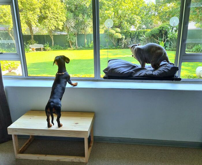 I Wrote A Children's Book About My Dog Named Vinkie I Wrote A Children's Book About My Dog Named Vinkie