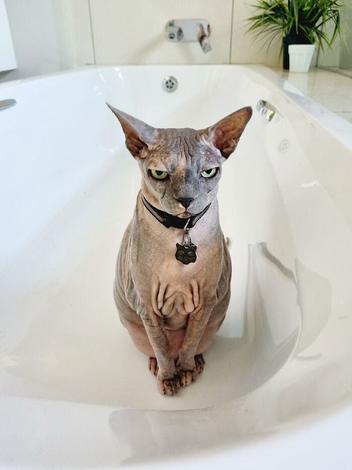 I Wrote A Children's Book About My Dog Named Vinkie I Wrote A Children's Book About My Dog Named Vinkie