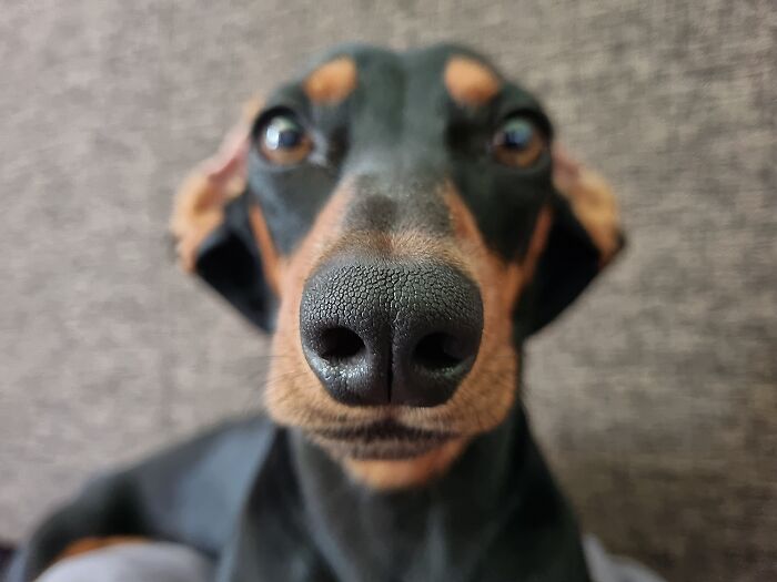 I Wrote A Children's Book About My Dog Named Vinkie I Wrote A Children's Book About My Dog Named Vinkie