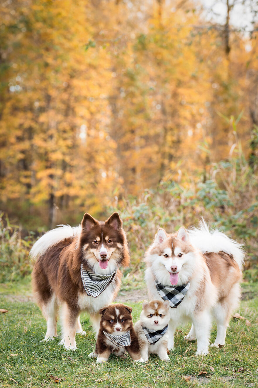 Digital Artist Combines Photos Of Dogs As Puppies And Adults Into One Wholesome Image