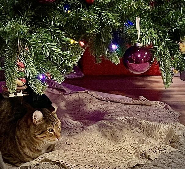 This Is Jynx (He Has Thumbs And A Bob Tail Too)