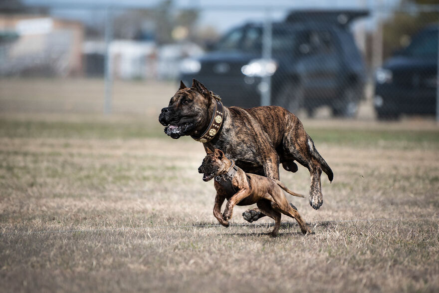 Digital Artist Combines Photos Of Dogs As Puppies And Adults Into One Wholesome Image