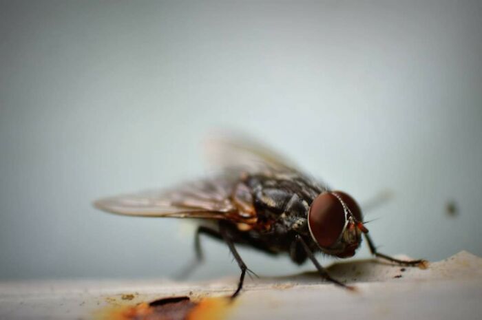 A Fly In Friends Garden