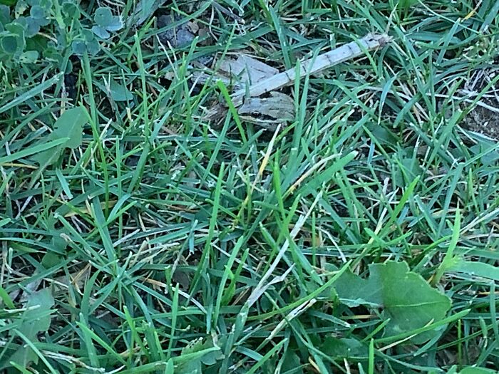 A Frog Hiding In The Grass vs. A Woodchip