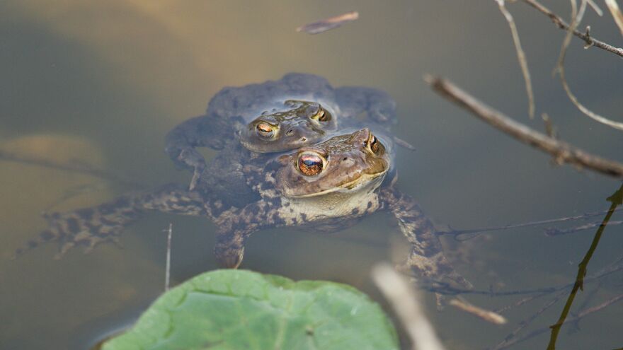 Frog Followed Me Around Lake