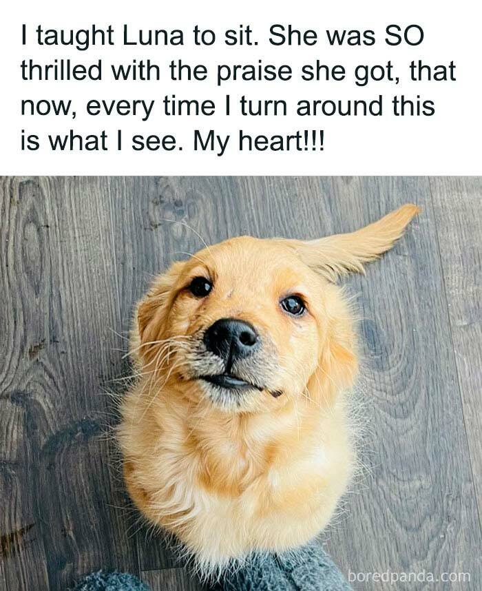 43 Of The Funniest Animal Memes To Put A Smile On Your Face As Shared