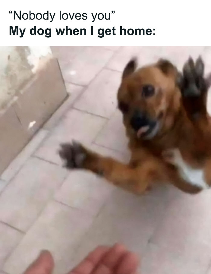 50 Funny Memes To Keep You Laughing  Monkeys funny, Clean memes, Funny  animals