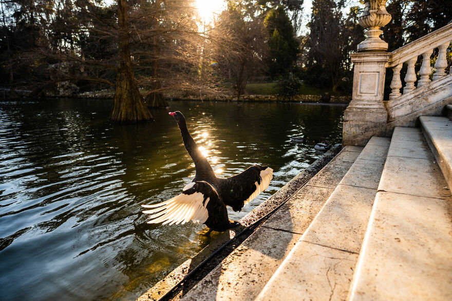 Beautiful Swan At Sunrise