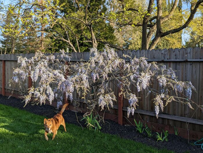 20ft Wide Wisteria Has Finally Awoken And There Is A Strong Floral Scent In My Backyard
