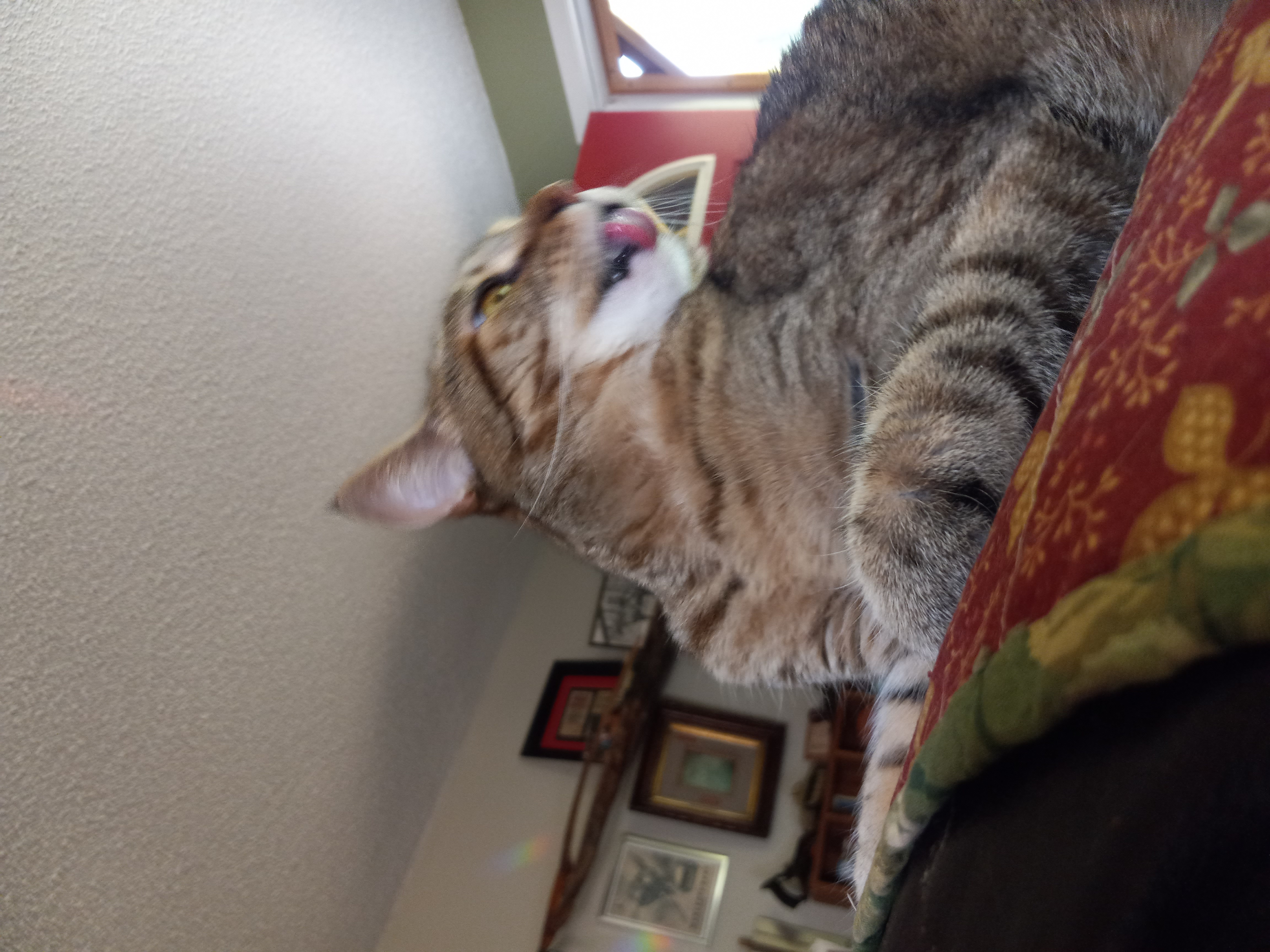 Hey Pandas, Post A Funny Picture Of Your Cat