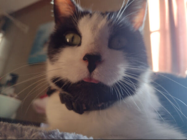 Toro The Dangerous Cat (Dont Be Fooled By The Blep)