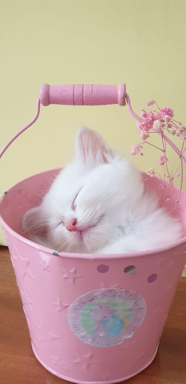 Hey Pandas, Show Your Best Photo Of Your Pet :)