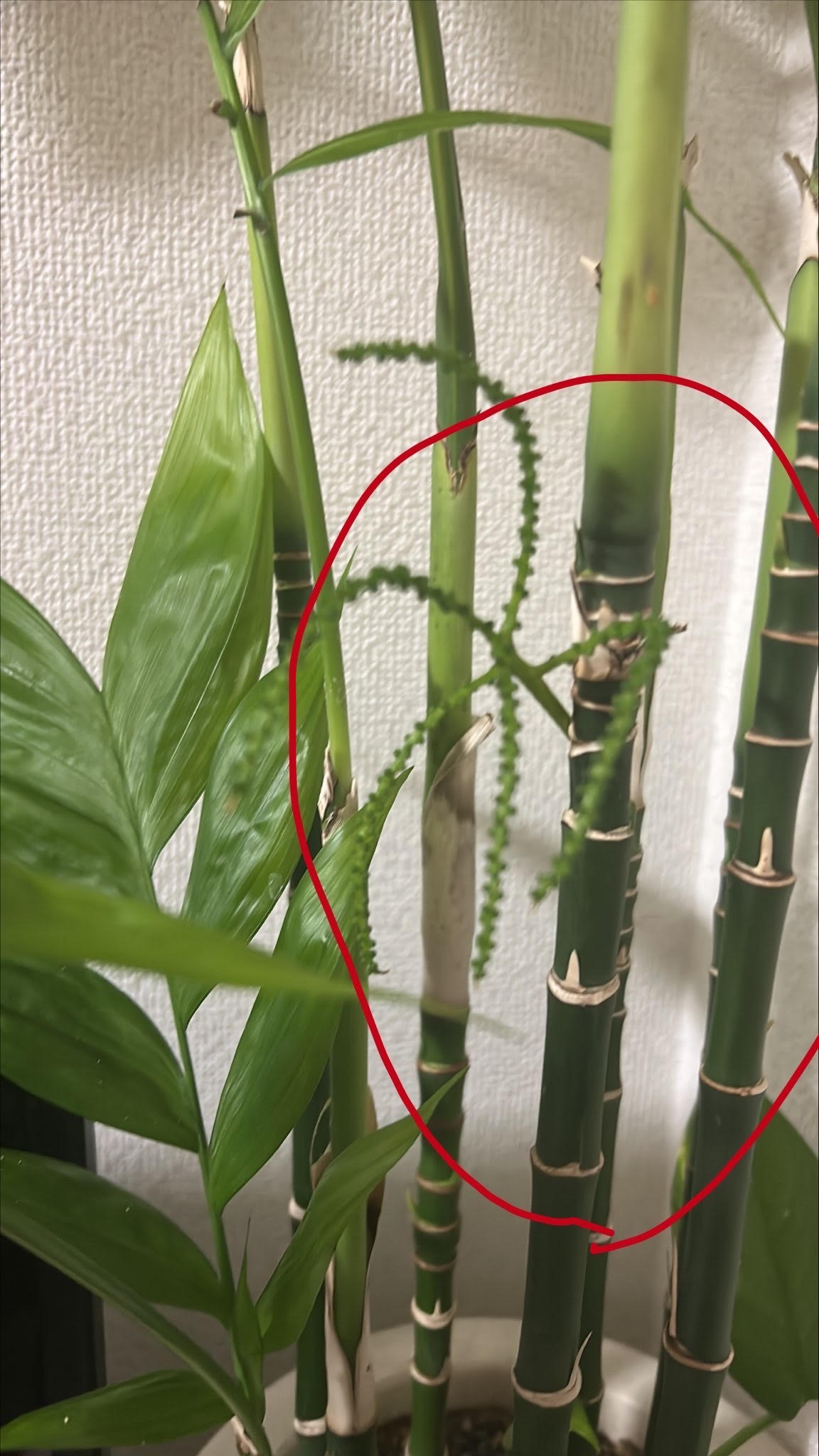 Hey Pandas, Do You Know What Is This In The Circle?