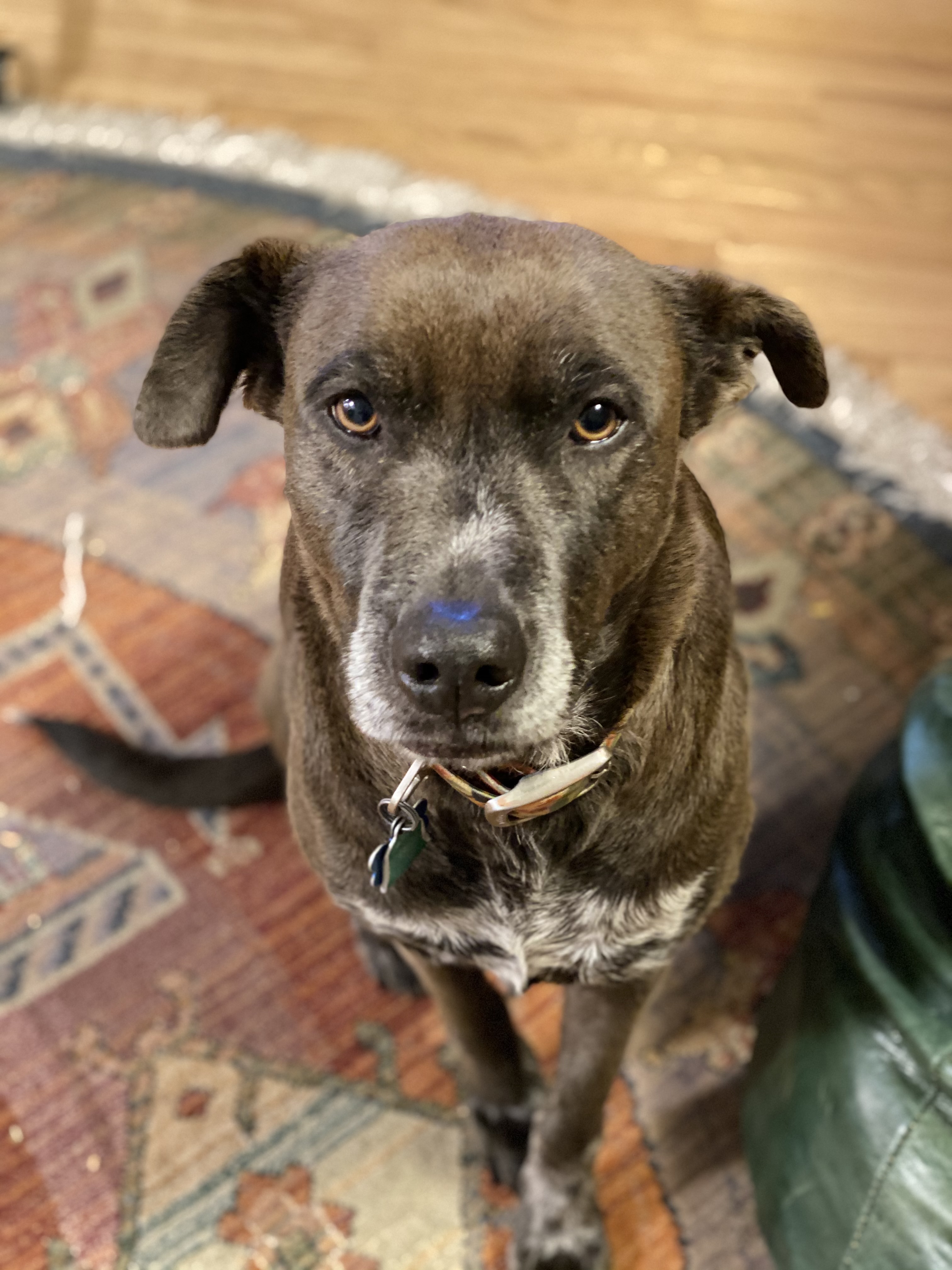 Hey Pandas, Post Your Favorite Photo Of Your Pet!