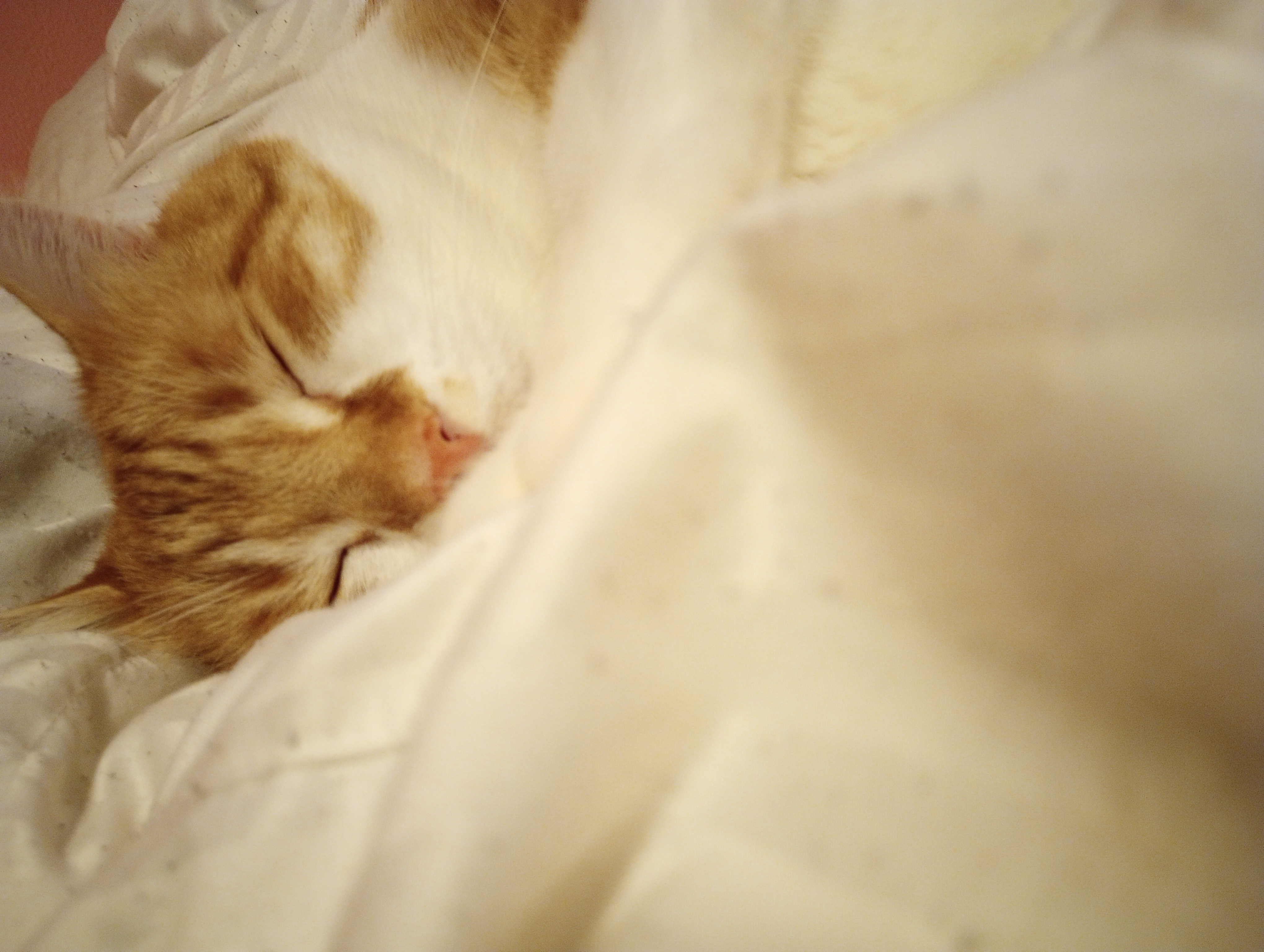 Hey Pandas! Show Me The Most Beautiful Picture Of Your Pet!