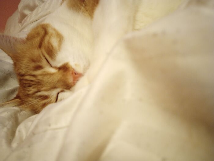 My Majestic Cat In The Snow Aka My Comforter