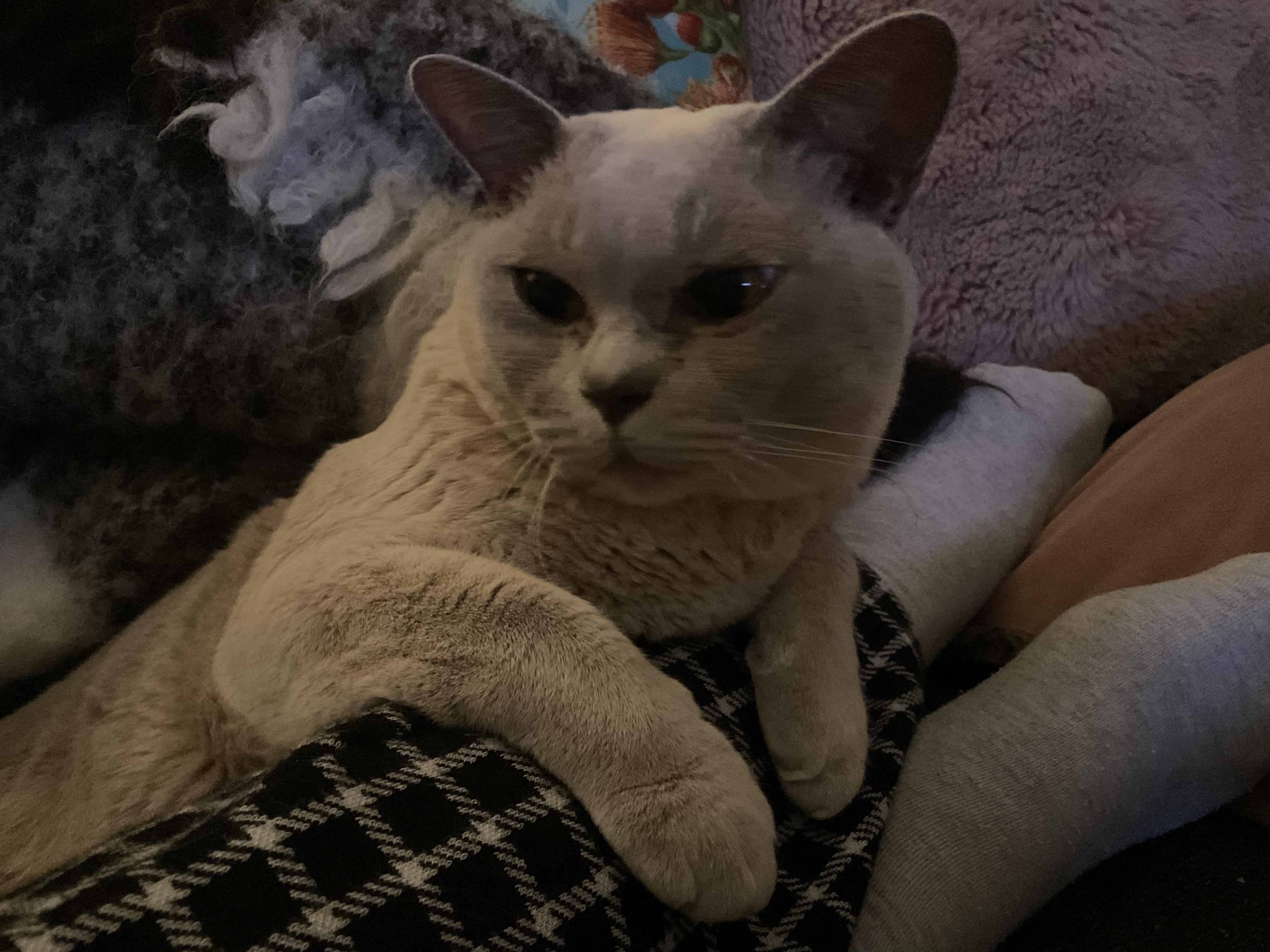 Hey Pandas, Post Your Pet And We Will Try To Guess Its Name!