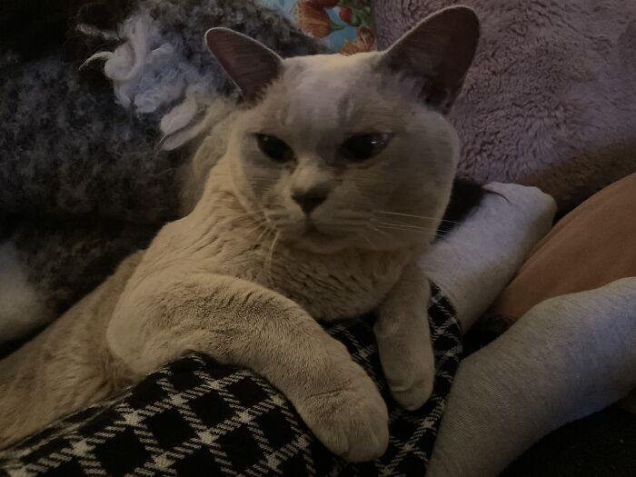 What Is My 4 Year Old Female Cat’s Name?