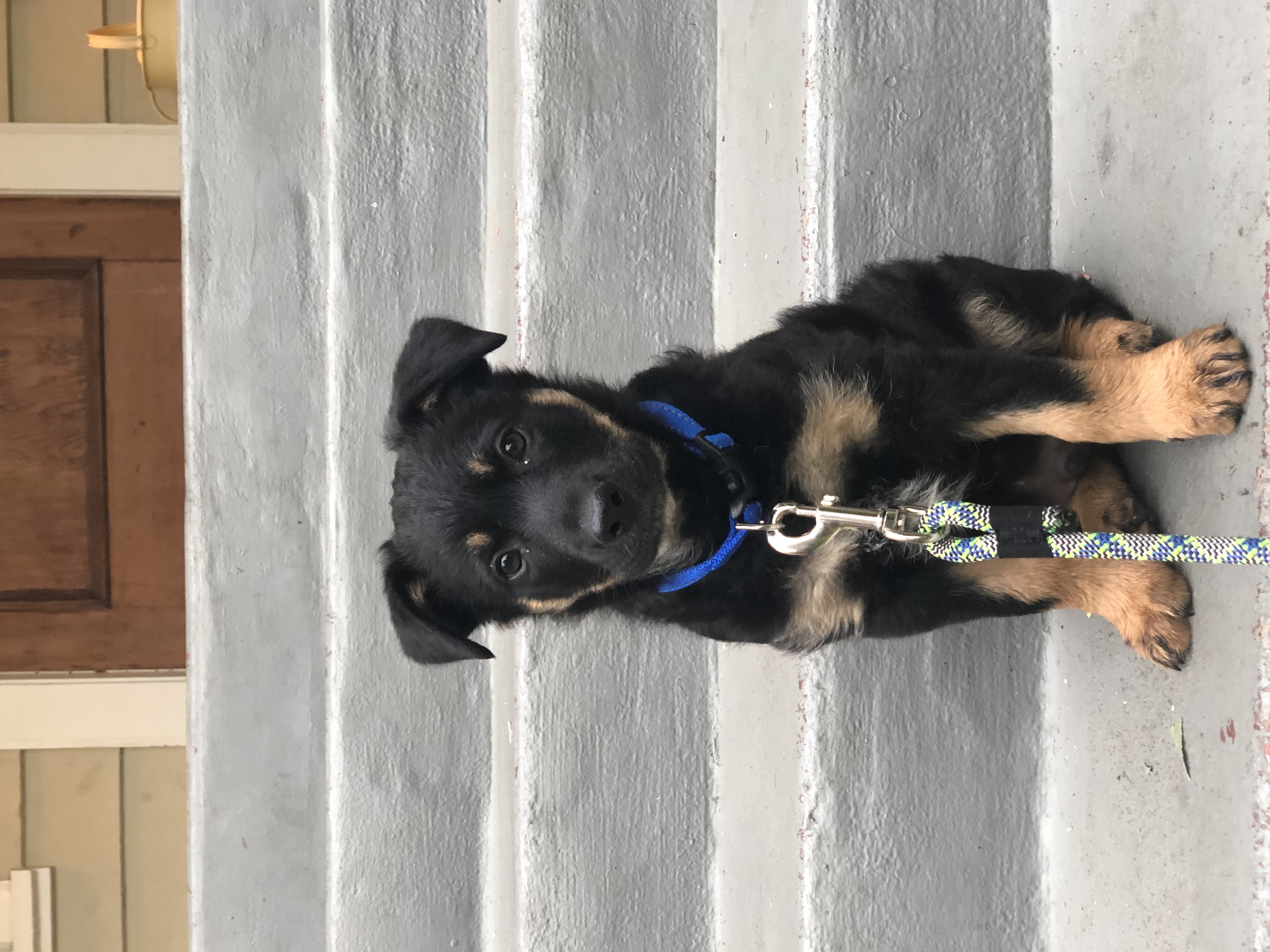 Hey Pandas, Post A Picture Of Your Animal Being Super Majestic!