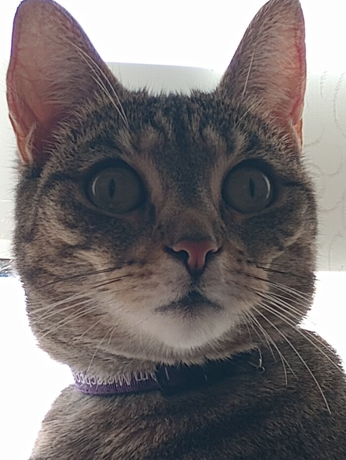 My Nans Cat Cleo Looking At Everyone She Wants To Kill And/ Or Mame