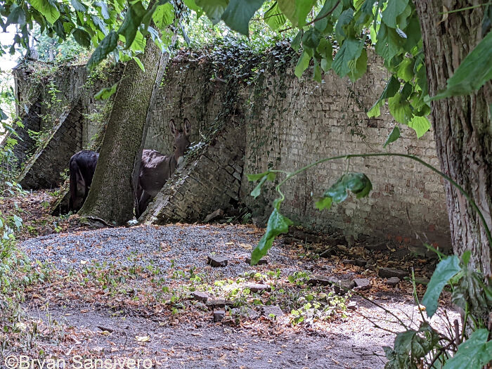 I Explored An Abandoned Chateau In Belgium With Belongings Left Behind (18 Pics) I Explored An Abandoned Chateau In Belgium With Belongings Left Behind (18 Pics)