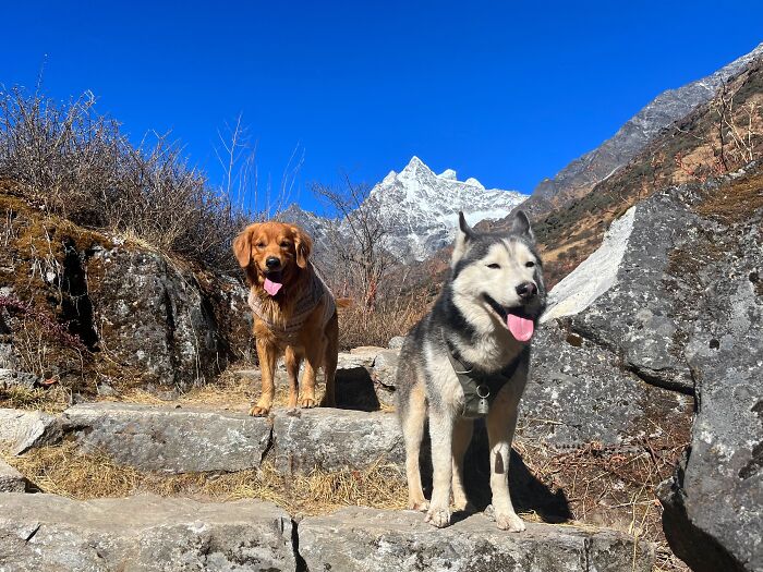 Hiking With My Two Dogs Is My Biggest Passion, Here Are Some Highlights Of Our Tsho Rolpa Glacial Lake Adventure