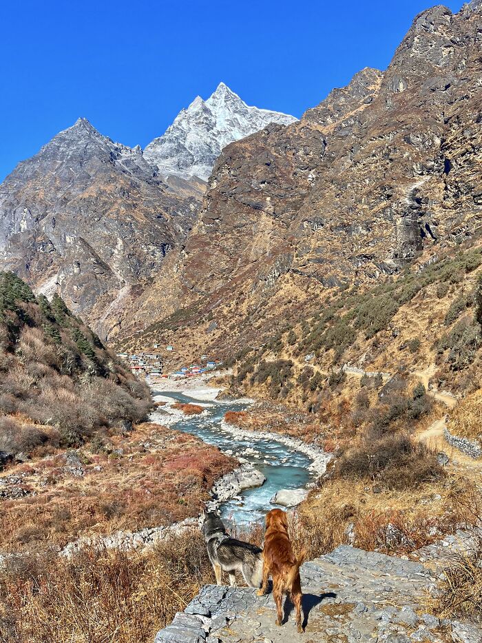 Hiking With My Two Dogs Is My Biggest Passion, Here Are Some Highlights Of Our Tsho Rolpa Glacial Lake Adventure Hiking With My Two Dogs Is My Biggest Passion, Here Are Some Highlights Of Our Tsho Rolpa Glacial Lake Adventure