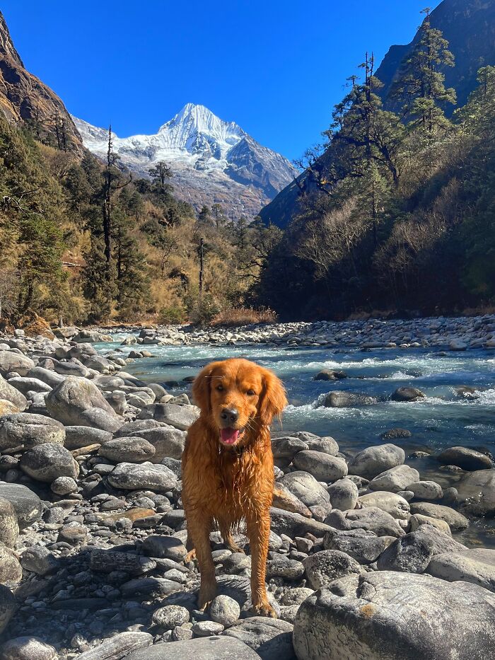 Hiking With My Two Dogs Is My Biggest Passion, Here Are Some Highlights Of Our Tsho Rolpa Glacial Lake Adventure Hiking With My Two Dogs Is My Biggest Passion, Here Are Some Highlights Of Our Tsho Rolpa Glacial Lake Adventure