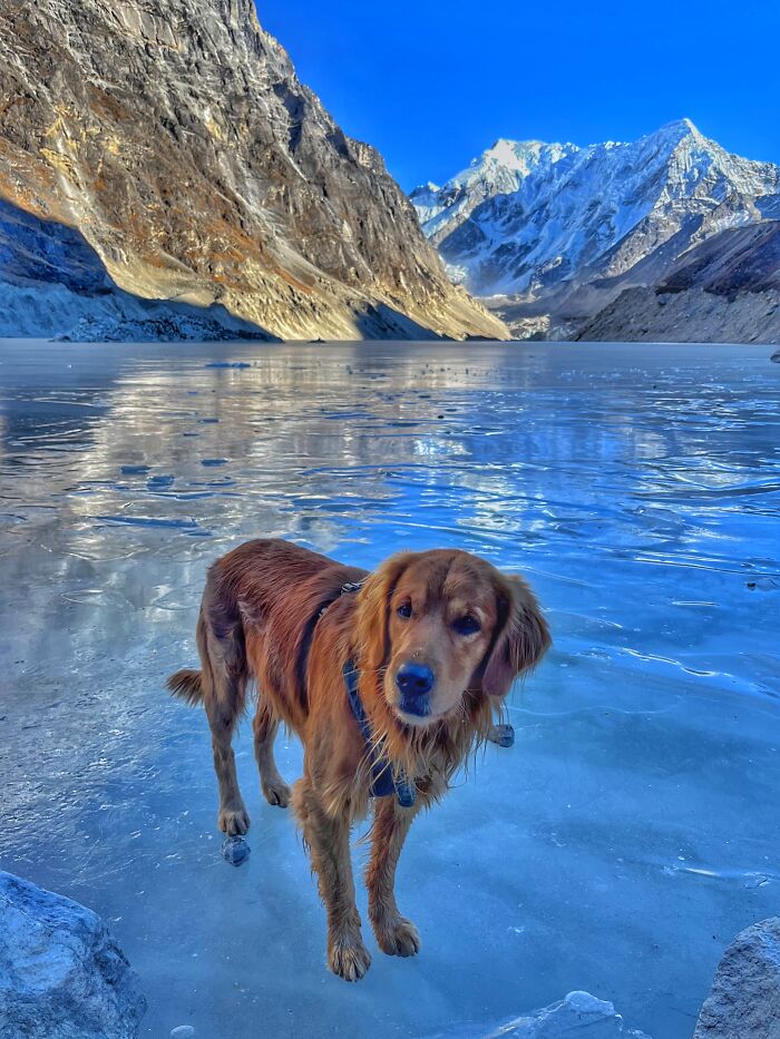 Hiking With My Two Dogs Is My Biggest Passion, Here Are Some Highlights Of Our Tsho Rolpa Glacial Lake Adventure Hiking With My Two Dogs Is My Biggest Passion, Here Are Some Highlights Of Our Tsho Rolpa Glacial Lake Adventure