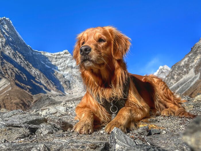 Hiking With My Two Dogs Is My Biggest Passion, Here Are Some Highlights Of Our Tsho Rolpa Glacial Lake Adventure Hiking With My Two Dogs Is My Biggest Passion, Here Are Some Highlights Of Our Tsho Rolpa Glacial Lake Adventure