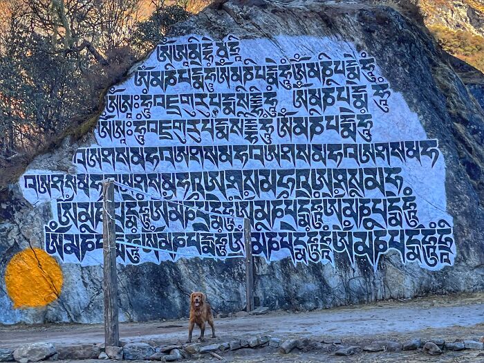 Hiking With My Two Dogs Is My Biggest Passion, Here Are Some Highlights Of Our Tsho Rolpa Glacial Lake Adventure Hiking With My Two Dogs Is My Biggest Passion, Here Are Some Highlights Of Our Tsho Rolpa Glacial Lake Adventure