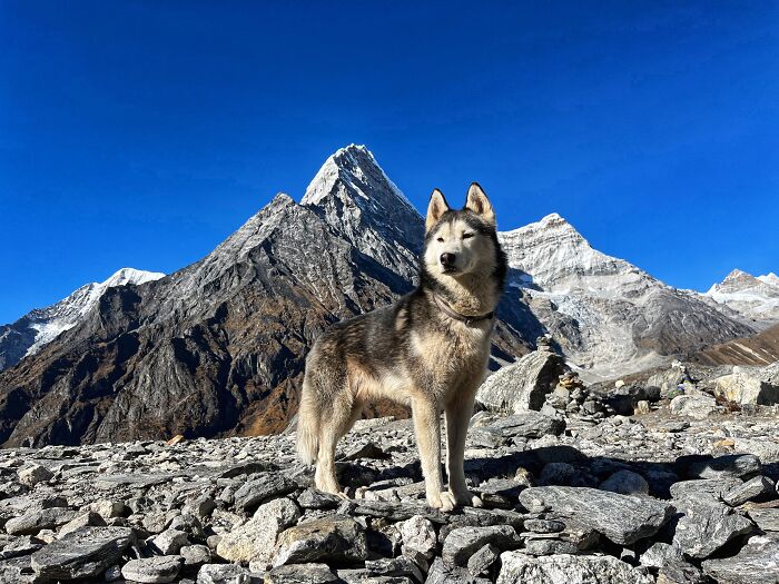 Hiking With My Two Dogs Is My Biggest Passion, Here Are Some Highlights Of Our Tsho Rolpa Glacial Lake Adventure Hiking With My Two Dogs Is My Biggest Passion, Here Are Some Highlights Of Our Tsho Rolpa Glacial Lake Adventure