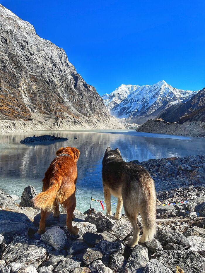 Hiking With My Two Dogs Is My Biggest Passion, Here Are Some Highlights Of Our Tsho Rolpa Glacial Lake Adventure Hiking With My Two Dogs Is My Biggest Passion, Here Are Some Highlights Of Our Tsho Rolpa Glacial Lake Adventure