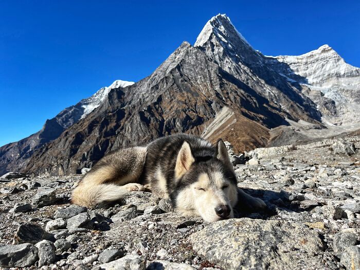 Hiking With My Two Dogs Is My Biggest Passion, Here Are Some Highlights Of Our Tsho Rolpa Glacial Lake Adventure Hiking With My Two Dogs Is My Biggest Passion, Here Are Some Highlights Of Our Tsho Rolpa Glacial Lake Adventure