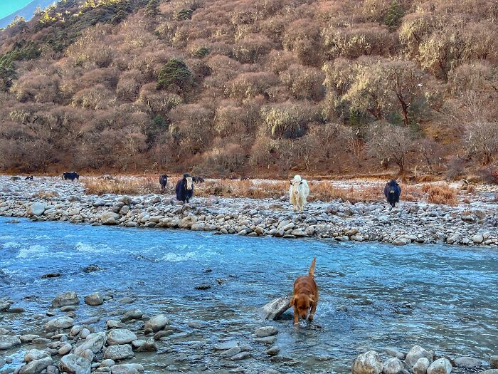Hiking With My Two Dogs Is My Biggest Passion, Here Are Some Highlights Of Our Tsho Rolpa Glacial Lake Adventure Hiking With My Two Dogs Is My Biggest Passion, Here Are Some Highlights Of Our Tsho Rolpa Glacial Lake Adventure