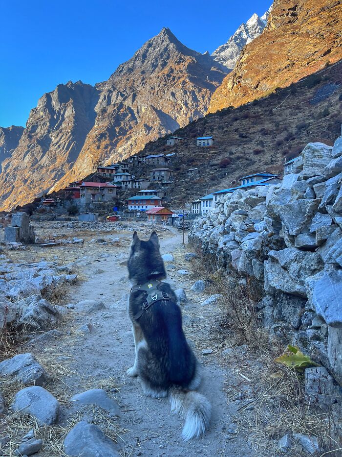 Hiking With My Two Dogs Is My Biggest Passion, Here Are Some Highlights Of Our Tsho Rolpa Glacial Lake Adventure