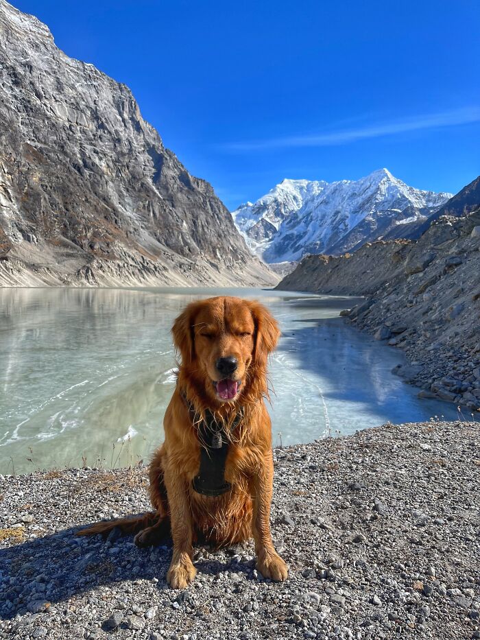 Hiking With My Two Dogs Is My Biggest Passion, Here Are Some Highlights Of Our Tsho Rolpa Glacial Lake Adventure Hiking With My Two Dogs Is My Biggest Passion, Here Are Some Highlights Of Our Tsho Rolpa Glacial Lake Adventure