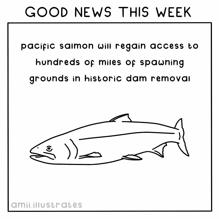 I Illustrated 8 Positive News Stories To Give You Hope For Our Planet